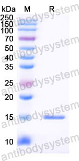 Валидация SDS-PAGE - AntibodySystem RHG49201