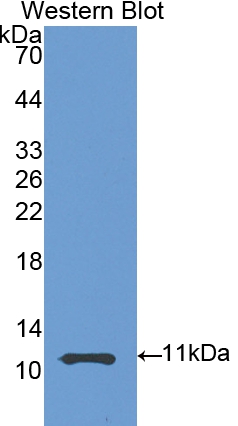 41245