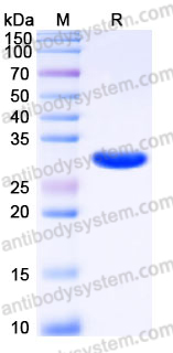 YHH49003, SDS-PAGE