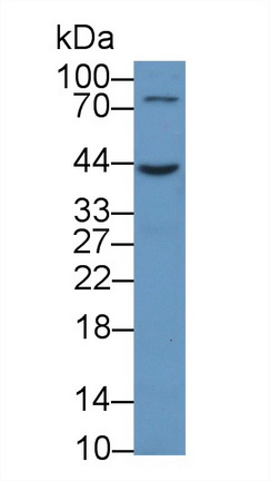 13090