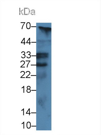 9868