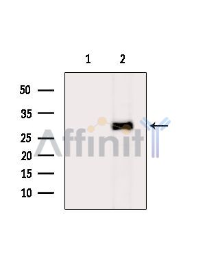 Валидация Affinity DF14953 - 11137