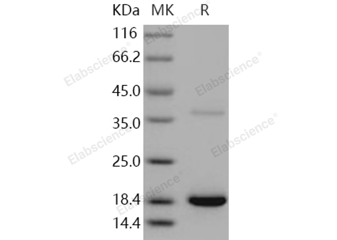 Валидация Elabscience PKSH030907(1738)