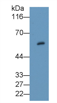 40551
