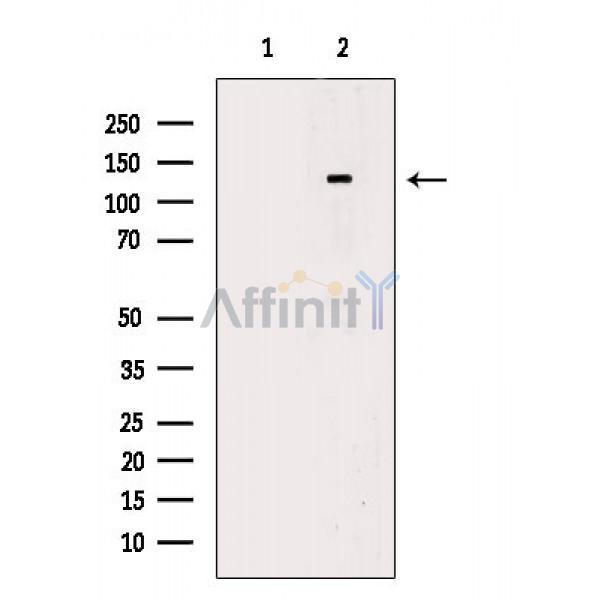 Валидация Affinity DF8808 - 20855