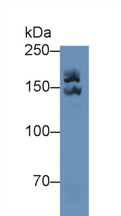 14783
