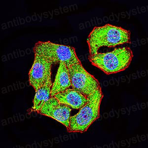 Валидация IF - AntibodySystem RHG71402