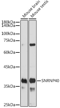 Валидация Elabscience E-AB-92134