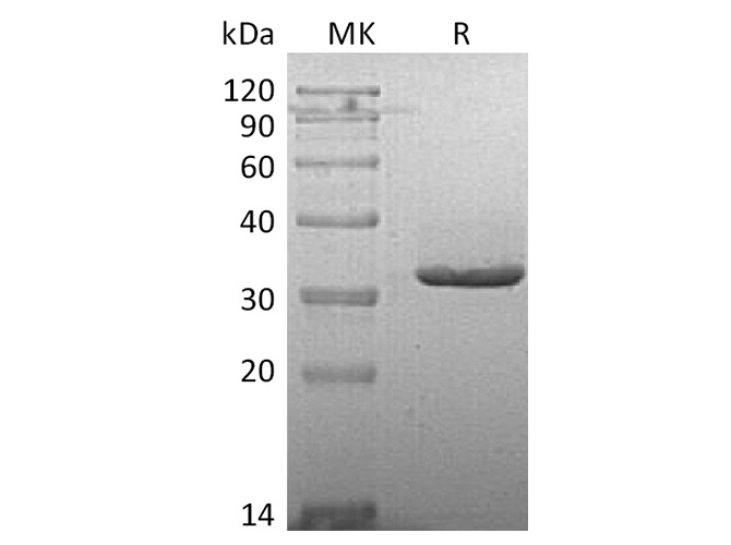 Валидация Elabscience PKSH033653(3938)