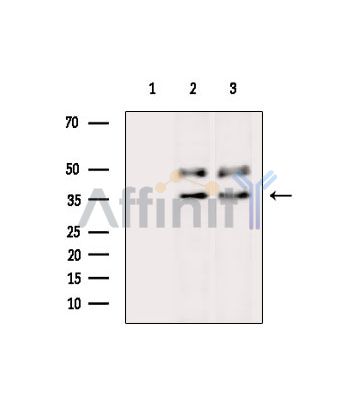 Валидация Affinity DF15069 - 11300