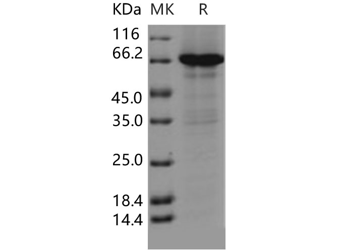 Валидация Elabscience PKSH031364(2087)