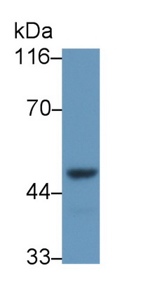 59051