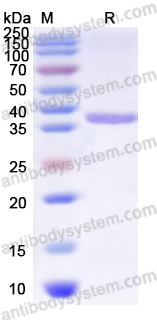 Валидация AntibodySystem YHC29701
