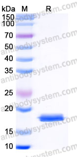 YHH33502, SDS-PAGE