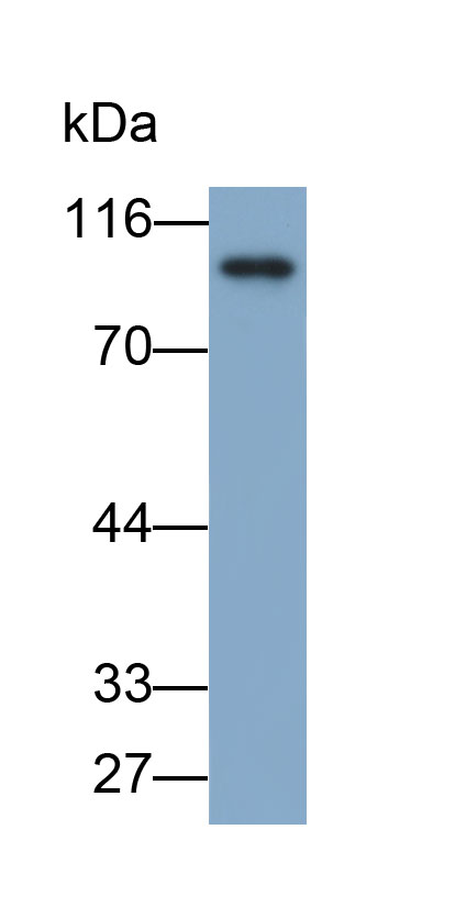 33467