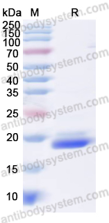 Валидация AntibodySystem YHJ77101