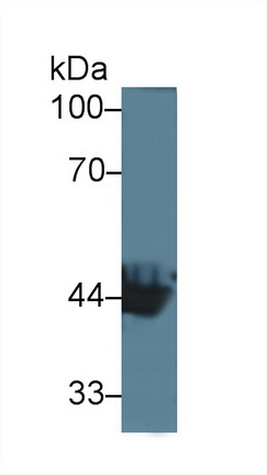 12884