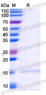 Валидация SDS-PAGE - AntibodySystem RHE10802