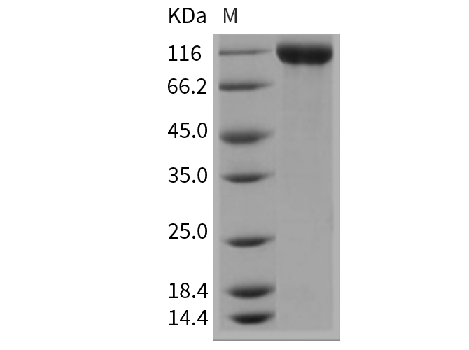 Валидация Elabscience PKSM040349(4353)