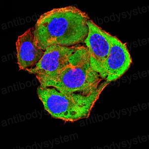 Валидация IF - AntibodySystem RXX54902