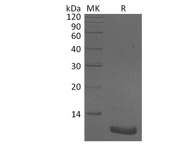 Валидация Elabscience PKSH033705(3984)