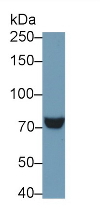 14883