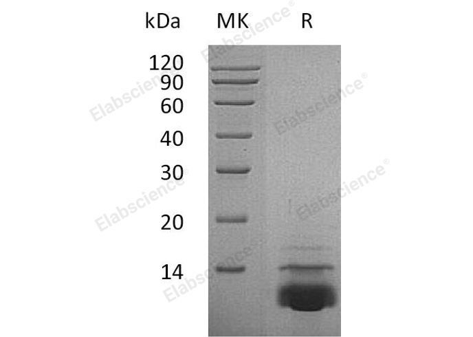 Валидация Elabscience PKSH032303(2801)