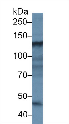 14463