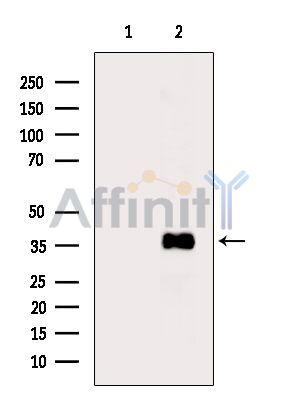 Валидация Affinity DF14902 - 11060