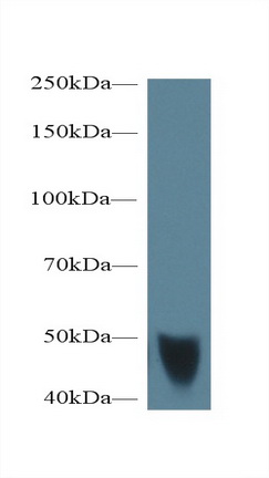 50328
