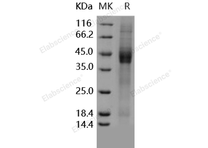 Валидация Elabscience PKSH031612(2274)