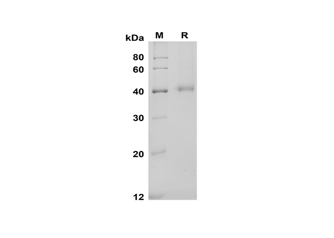 Валидация Elabscience PDMM100172(1132)