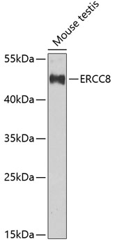 Валидация Elabscience E-AB-62045