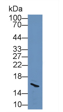 11905