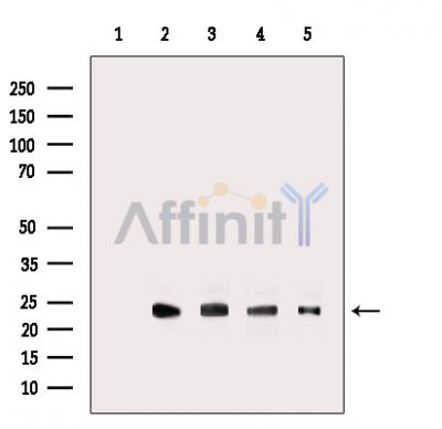 Валидация Affinity DF9840 - 22741
