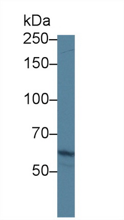 12427