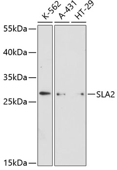Валидация Elabscience E-AB-64337