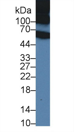9611