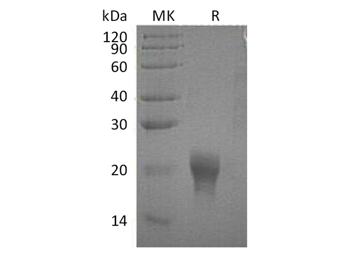 Валидация Elabscience PKSH032653(3088)