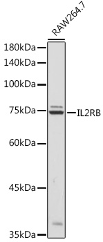 Валидация Elabscience E-AB-92708