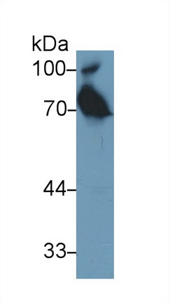 13703