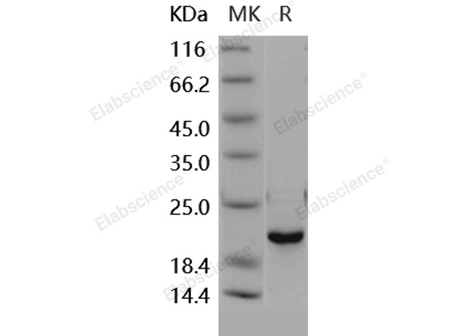 Валидация Elabscience PKSH031861(2484)
