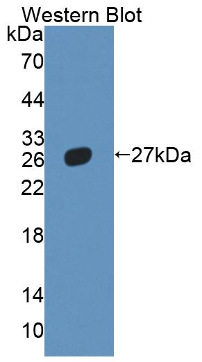 52969