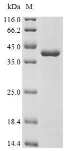 SDS-PAGE