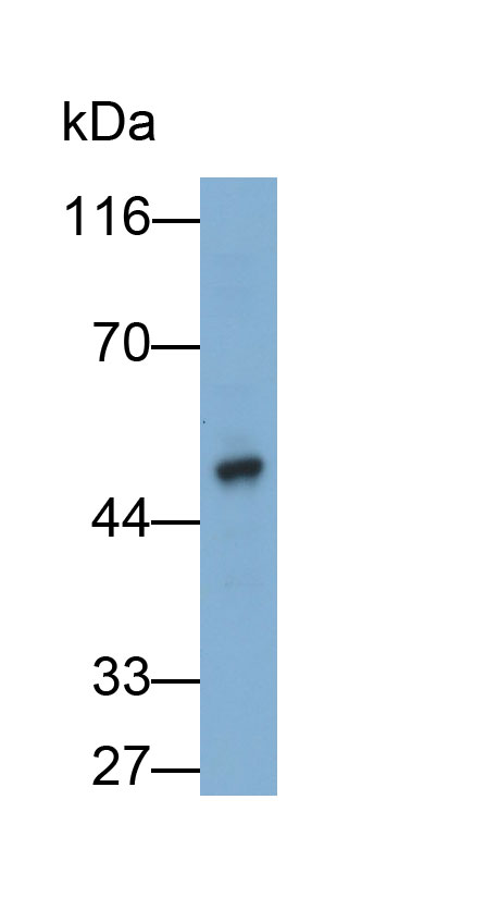33193