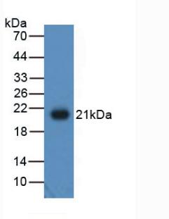 39557