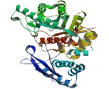 Enolase, Non Neuronal (NNE)