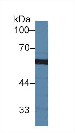 14535