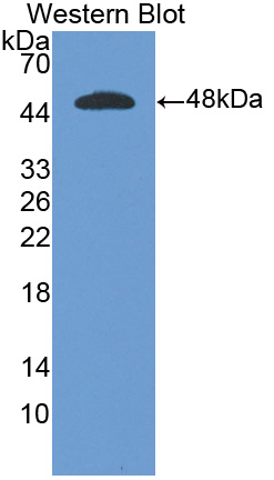 21220
