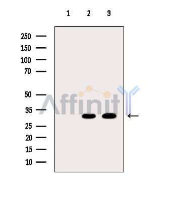 Валидация Affinity DF15317 - 11622